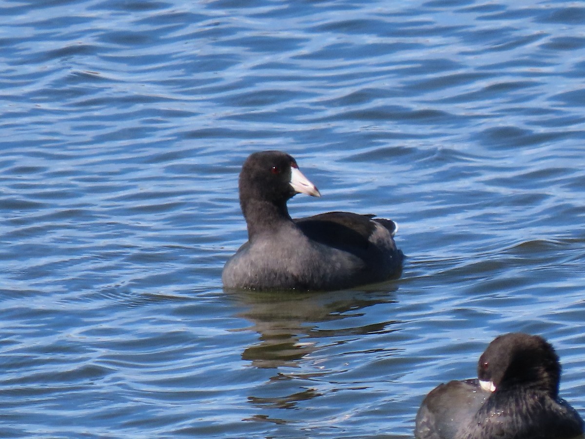 American Coot (Red-shielded) - ML371731311