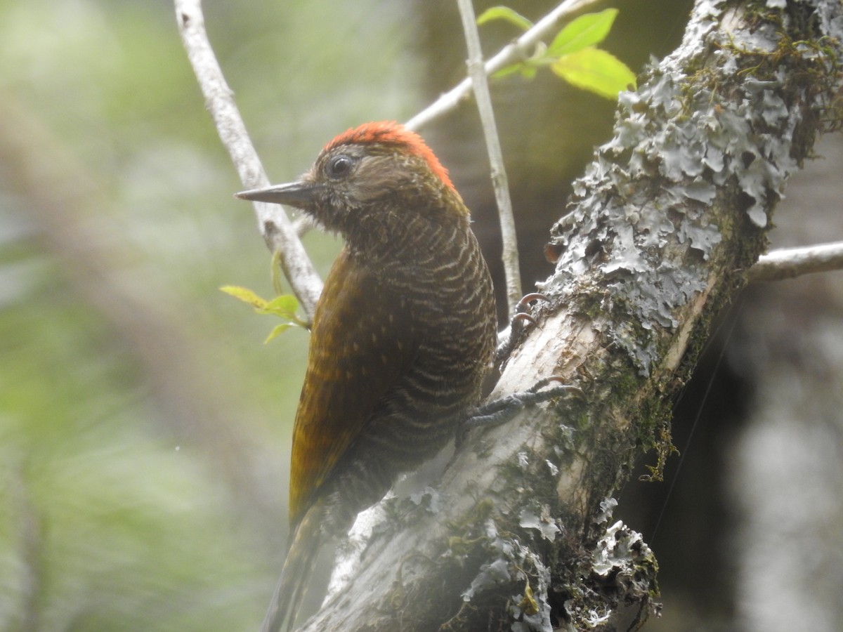 Dot-fronted Woodpecker - ML371732301