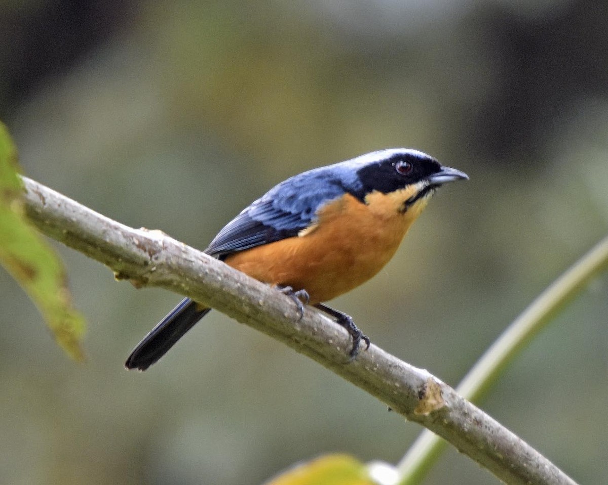 Chestnut-bellied Mountain Tanager - Tini & Jacob Wijpkema