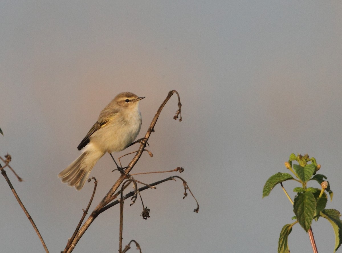 Common Chiffchaff - ML371732951