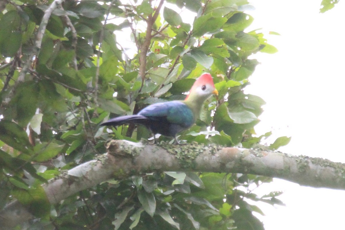 Red-crested Turaco - ML37173421