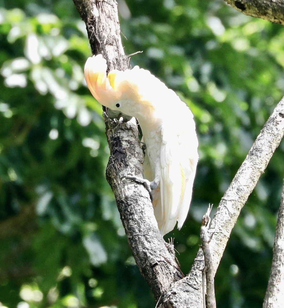 Salmon-crested Cockatoo - Sherman  Wing