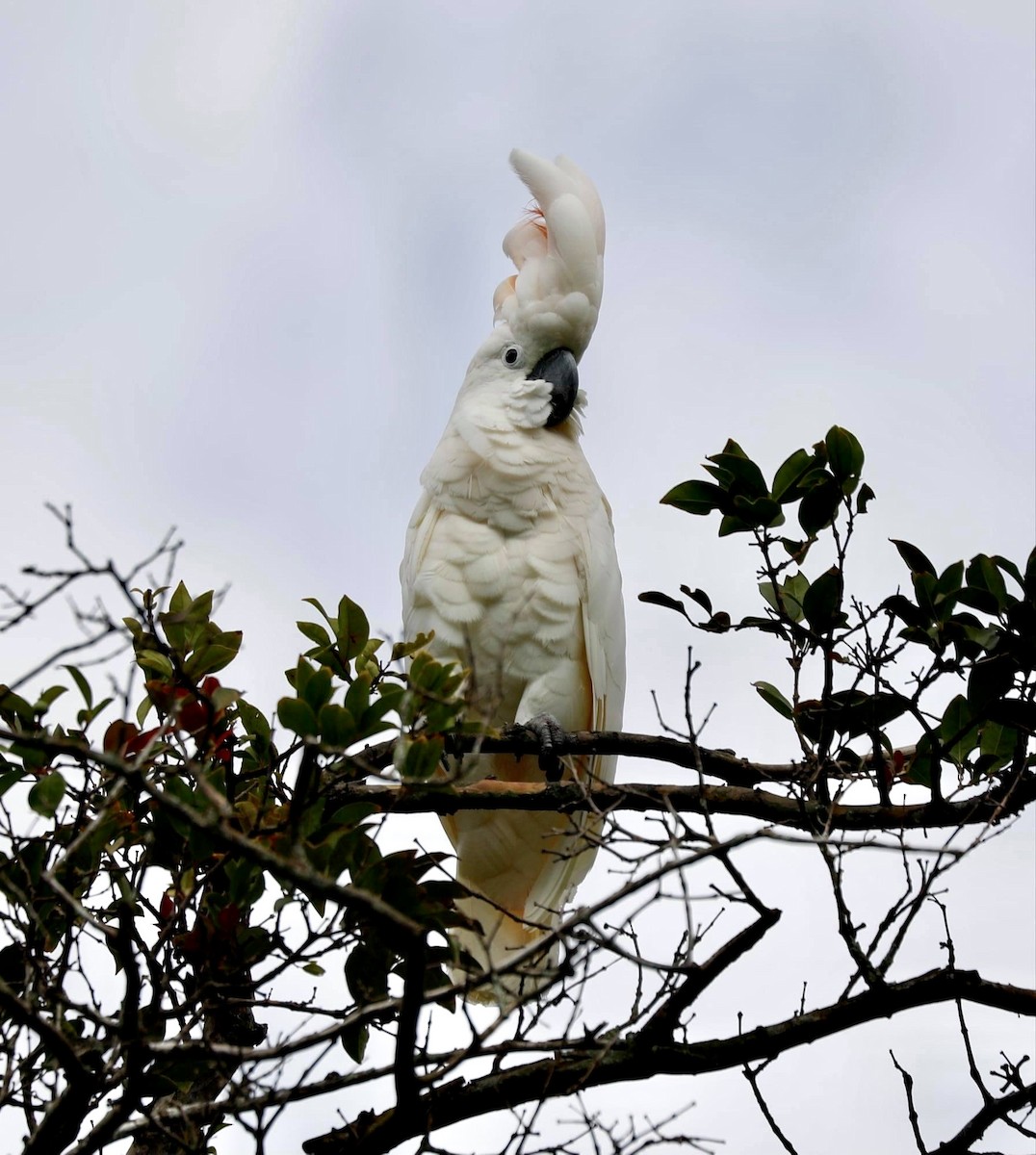 Salmon-crested Cockatoo - Sherman  Wing