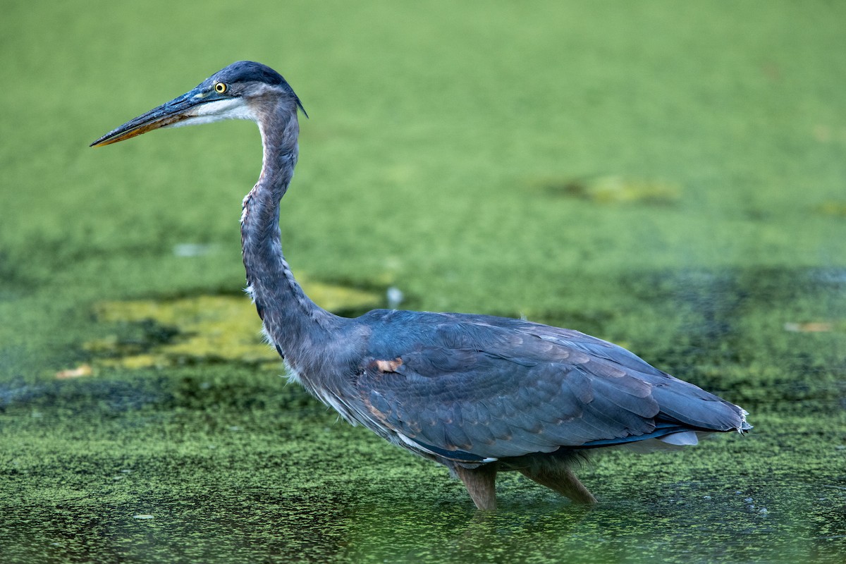 Great Blue Heron - ML371735951