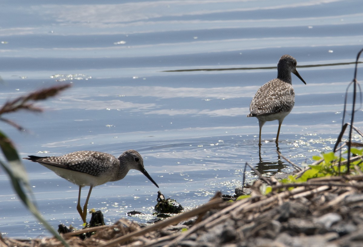 Lesser Yellowlegs - ML371736041