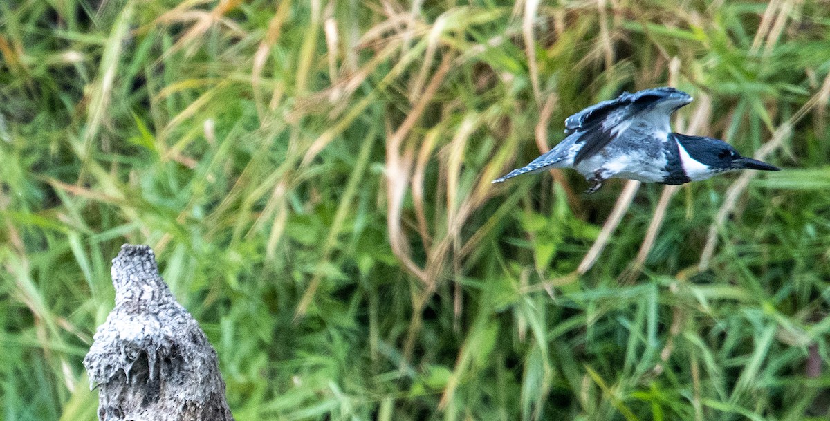 Belted Kingfisher - ML371736241