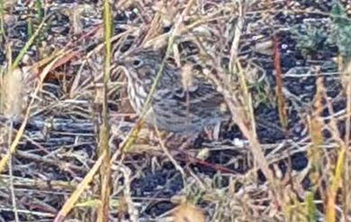 Vesper Sparrow - ML371737121