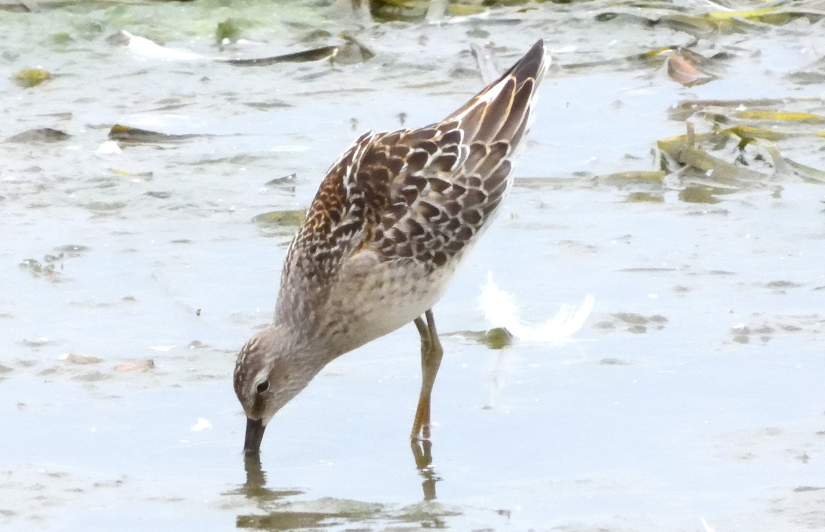 Stilt Sandpiper - ML371737271