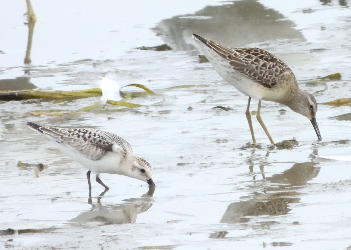 Stilt Sandpiper - ML371737321