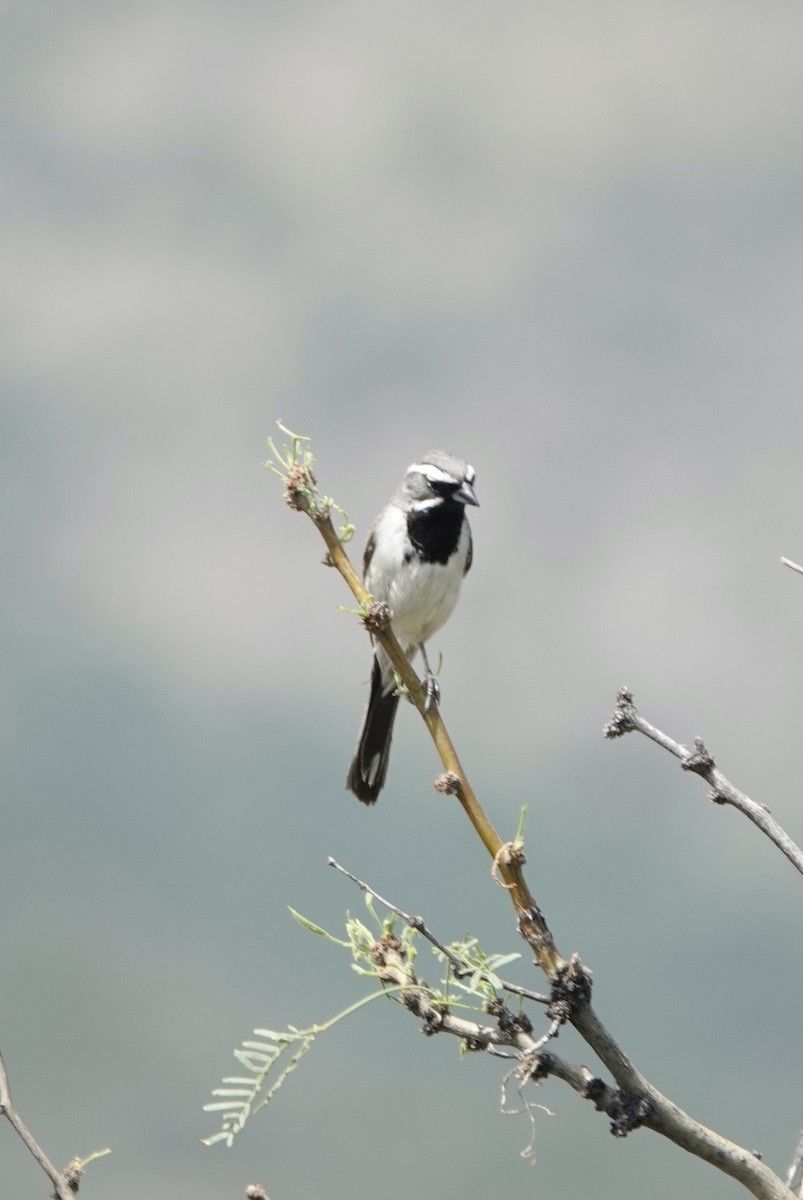 Black-throated Sparrow - ML371737651