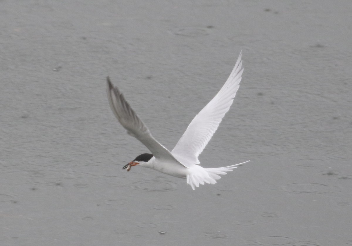 Forster's Tern - ML371740121