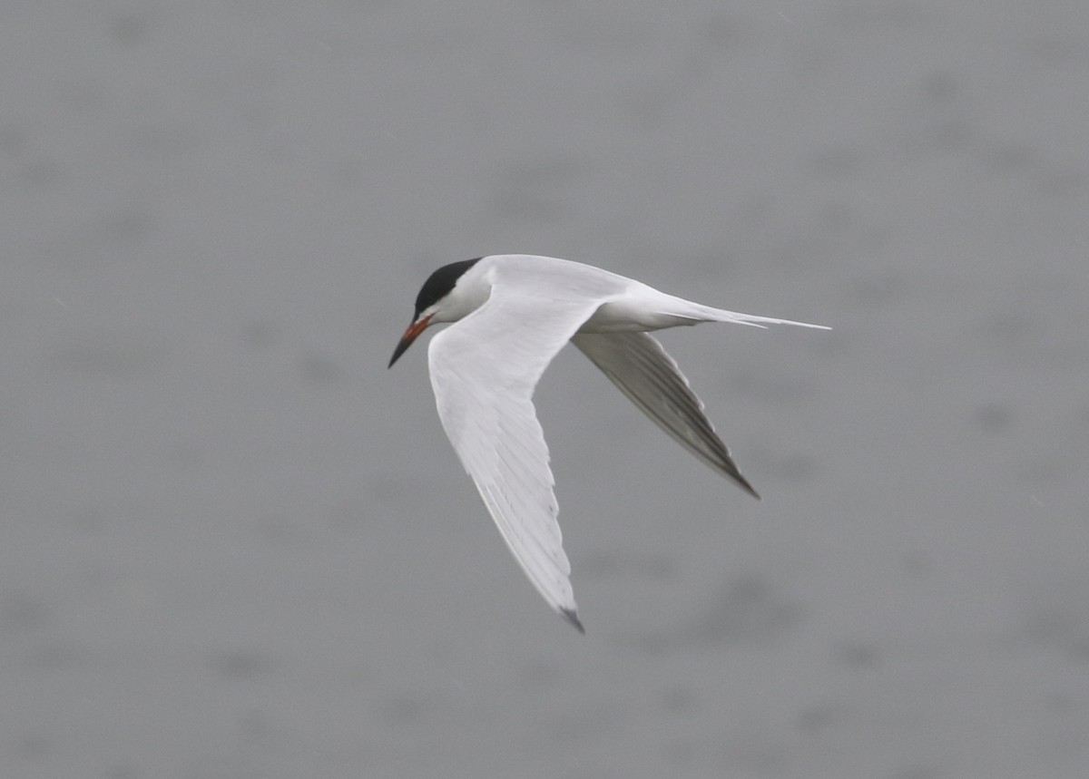 Forster's Tern - ML371740141