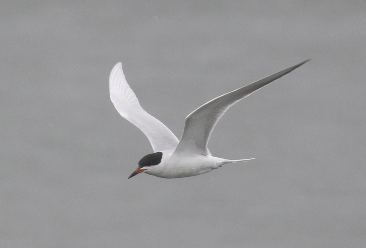 Forster's Tern - ML371740161
