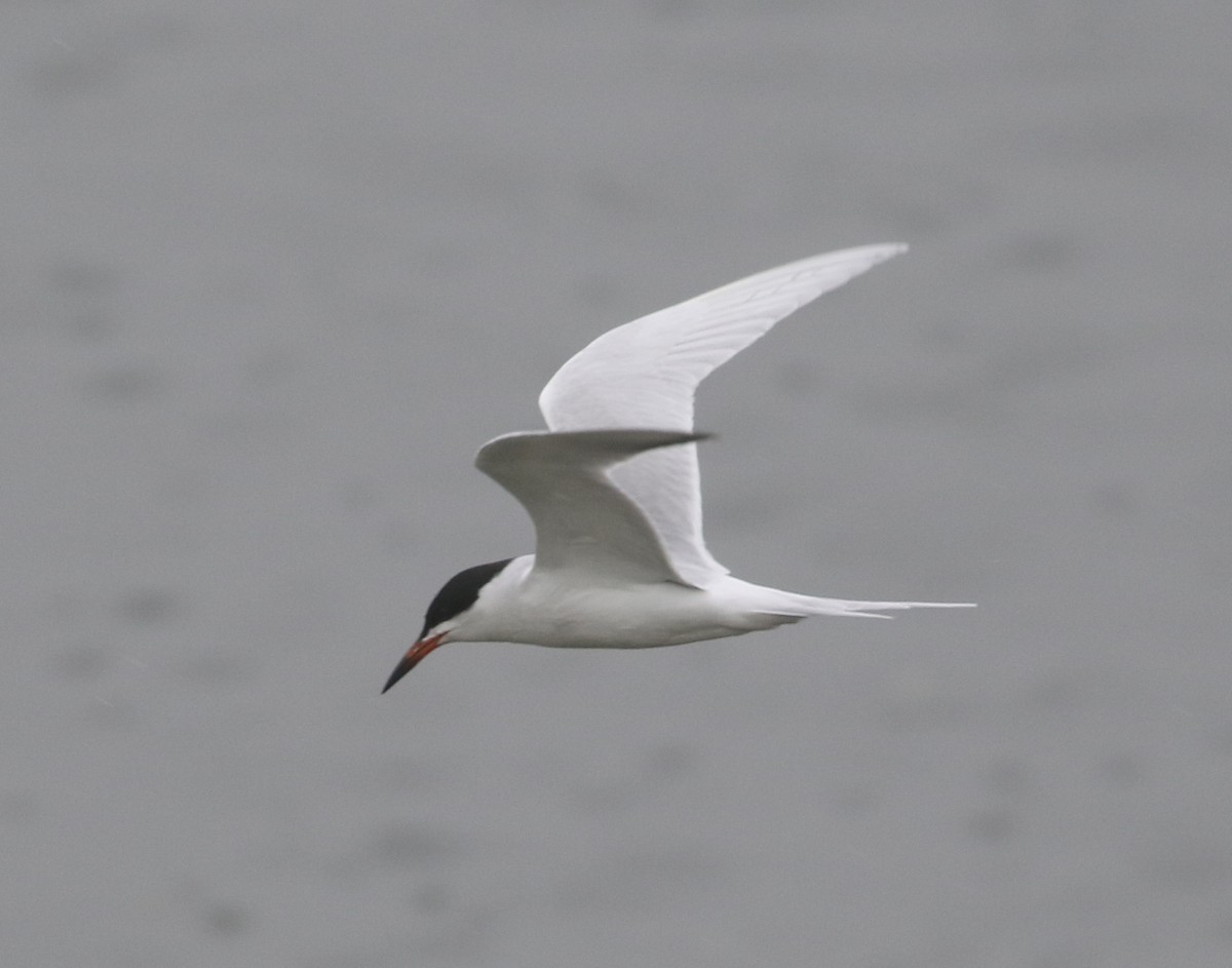 Forster's Tern - ML371740171