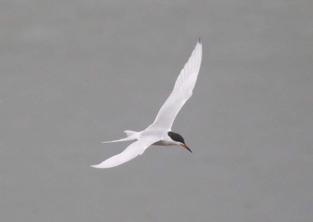 Forster's Tern - ML371740191