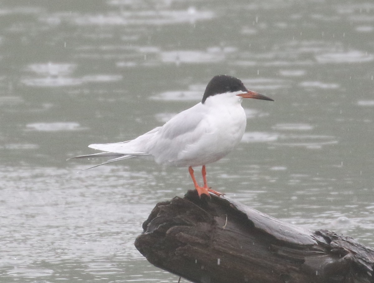 Forster's Tern - ML371740201