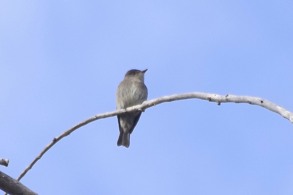 Western Wood-Pewee - ML37174021