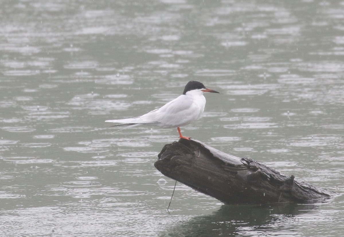 Forster's Tern - ML371740221