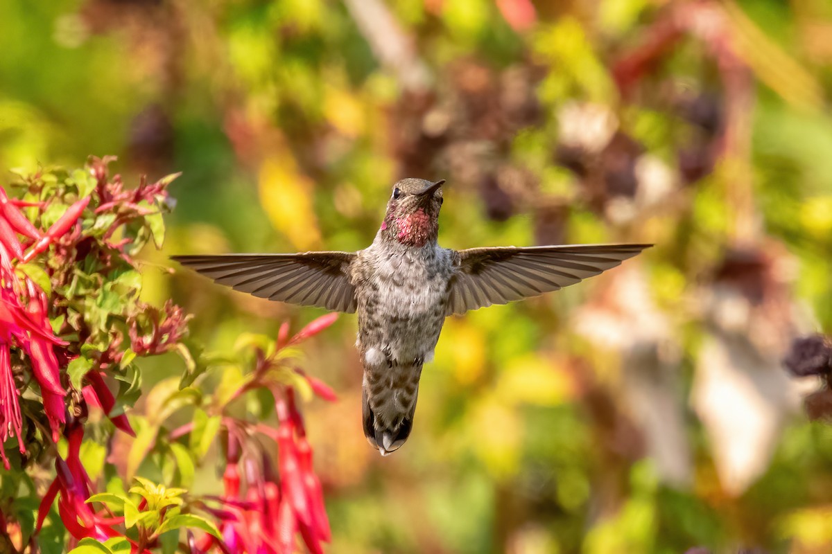 Anna's Hummingbird - ML371745791