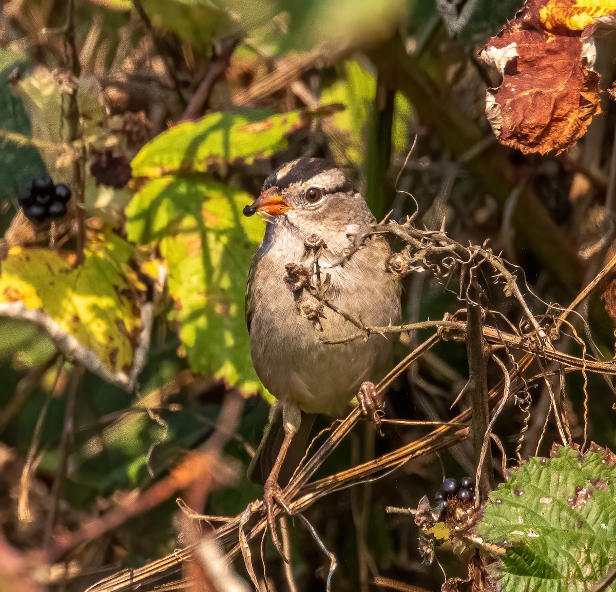 White-crowned Sparrow - ML371747591