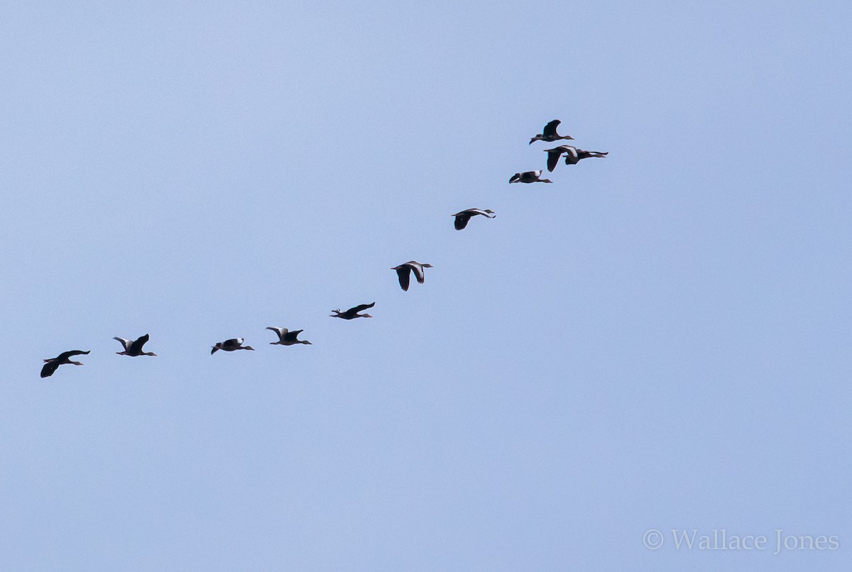 Black-bellied Whistling-Duck - Wally Jones