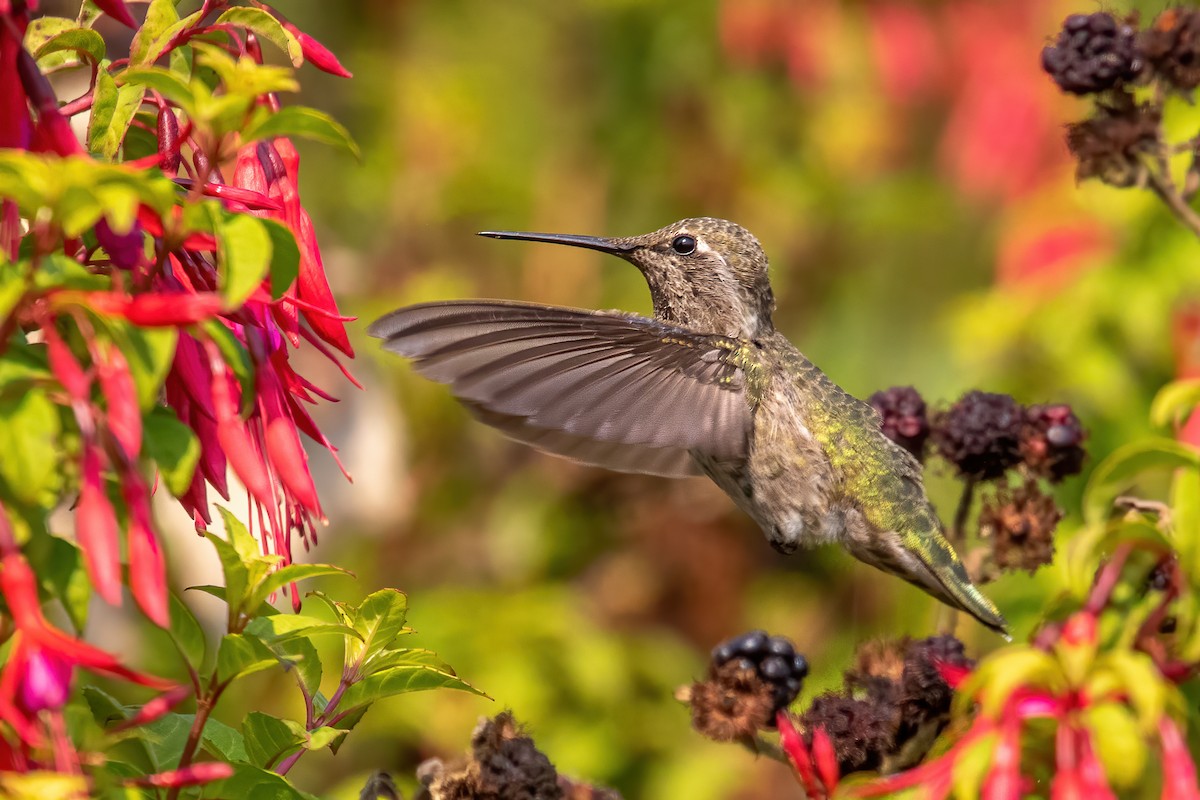 Anna's Hummingbird - ML371748161