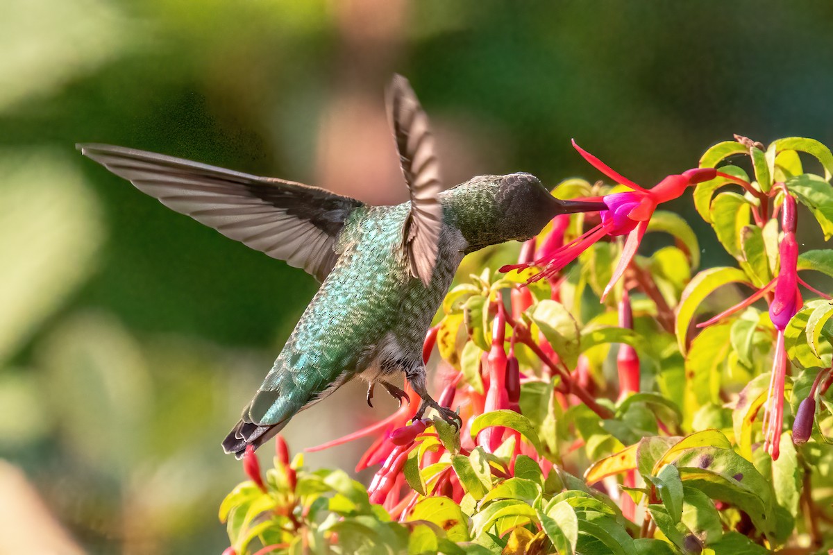 Anna's Hummingbird - ML371748171