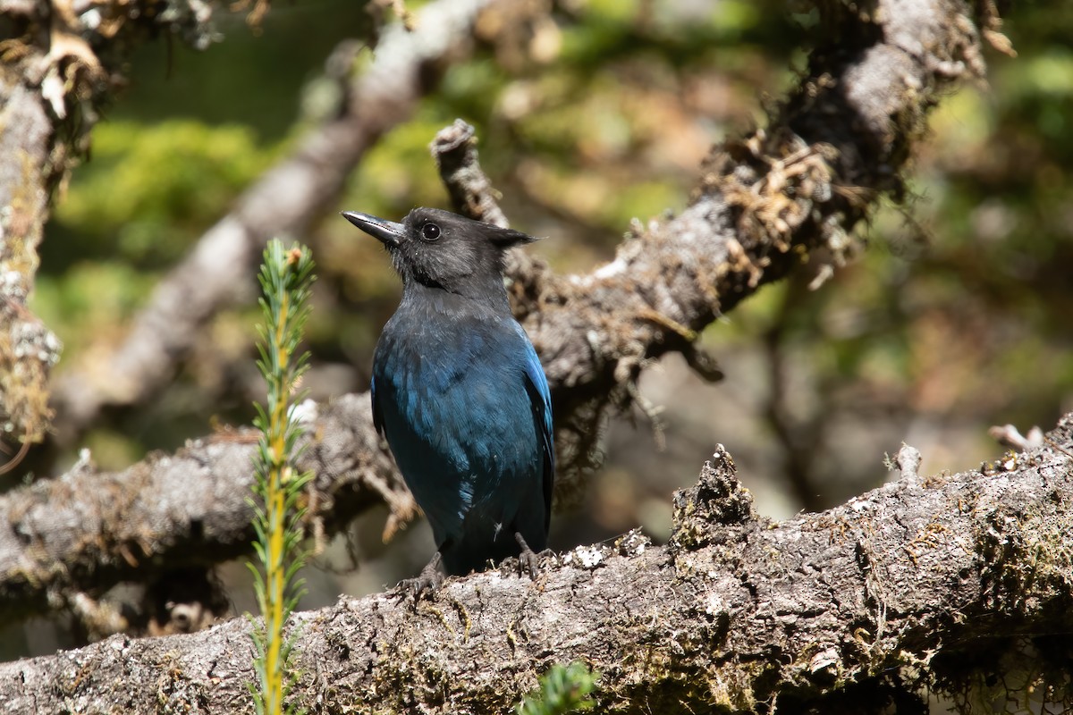 Steller's Jay - ML371749311
