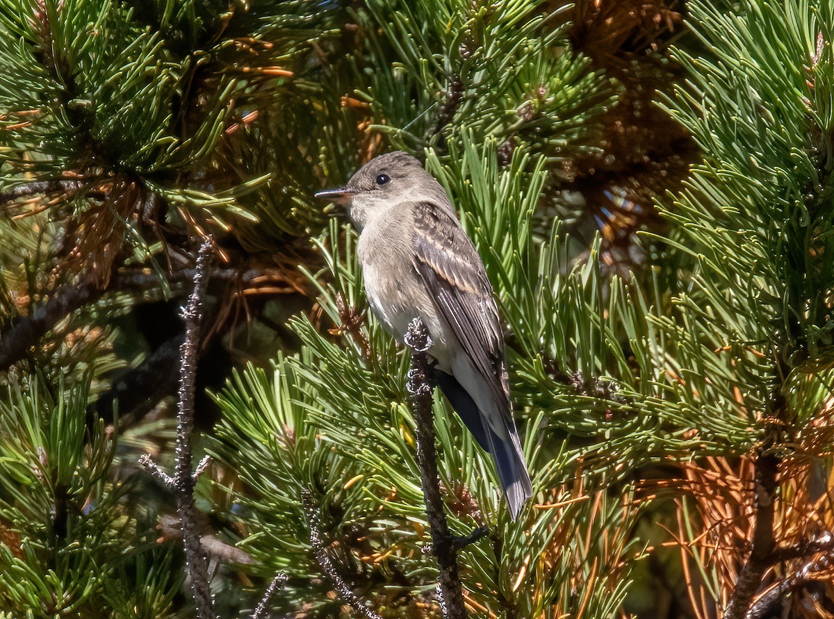 Western Wood-Pewee - ML371750951
