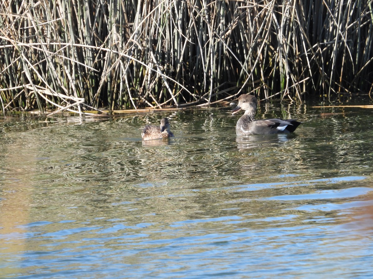 Green-winged Teal - ML371751301