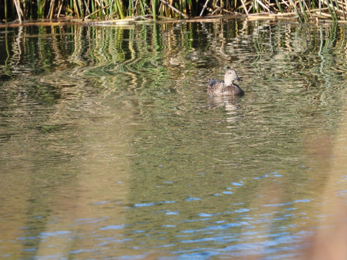 Green-winged Teal - ML371751331