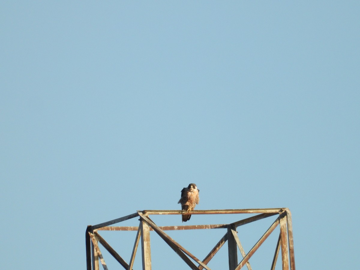 Peregrine Falcon - ML371752671