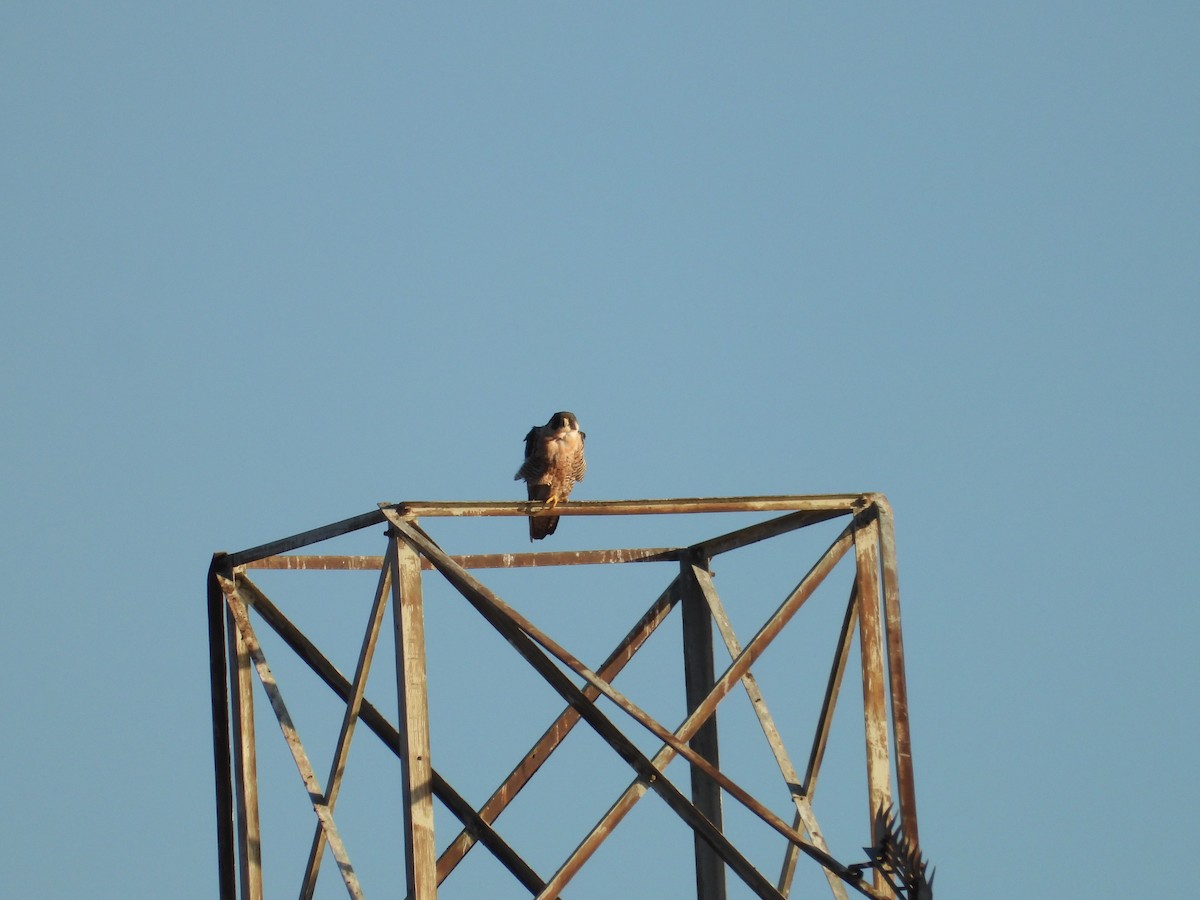 Peregrine Falcon - ML371752711