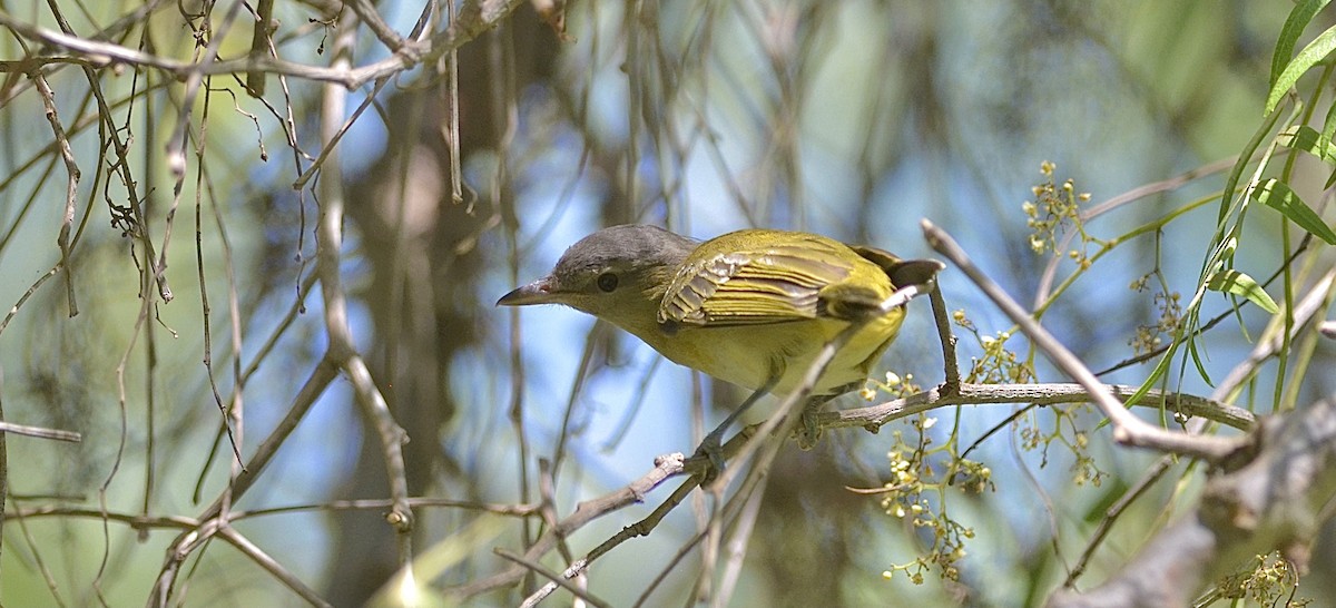 Yellow-green Vireo - ML371753491