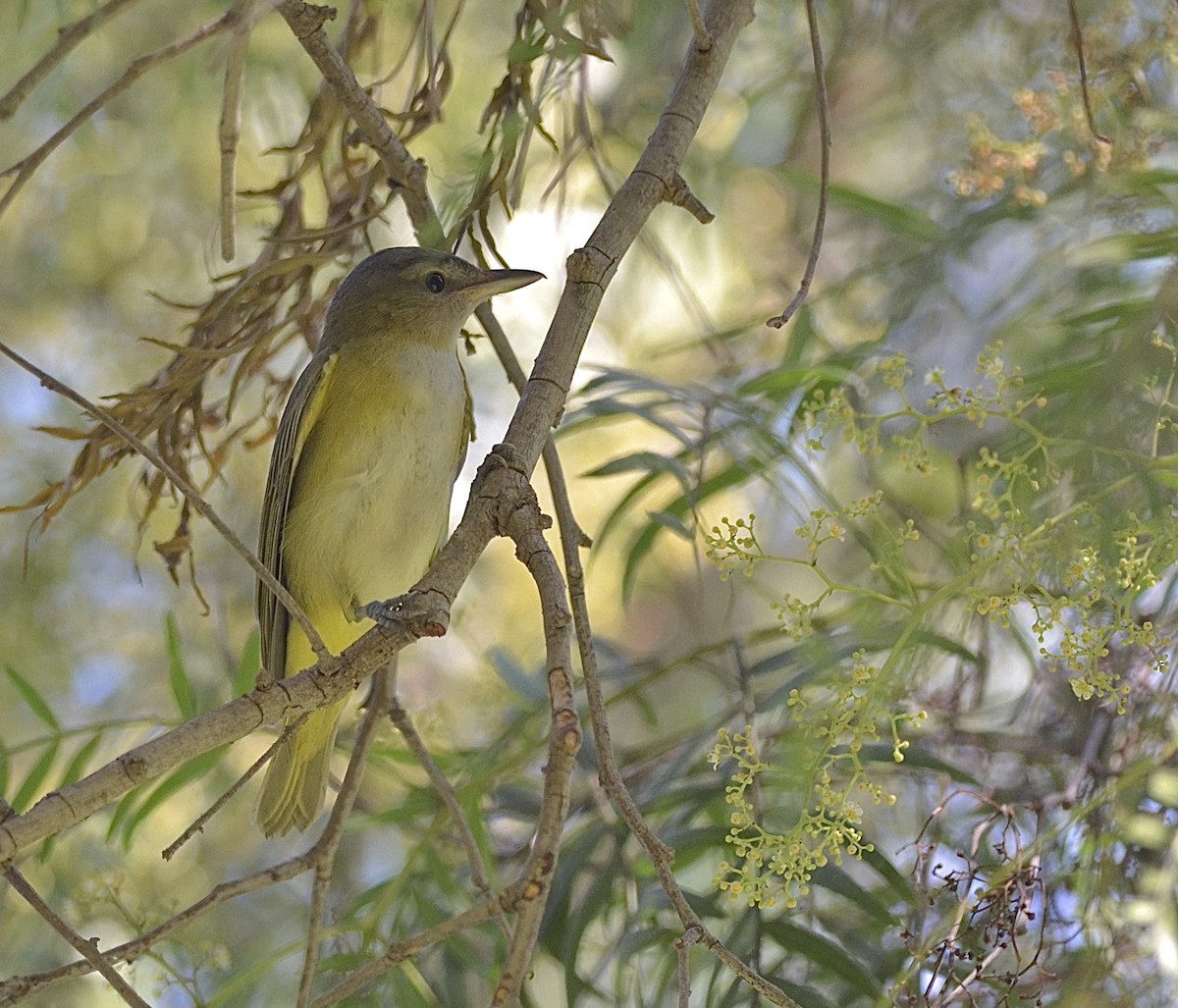Yellow-green Vireo - ML371753501
