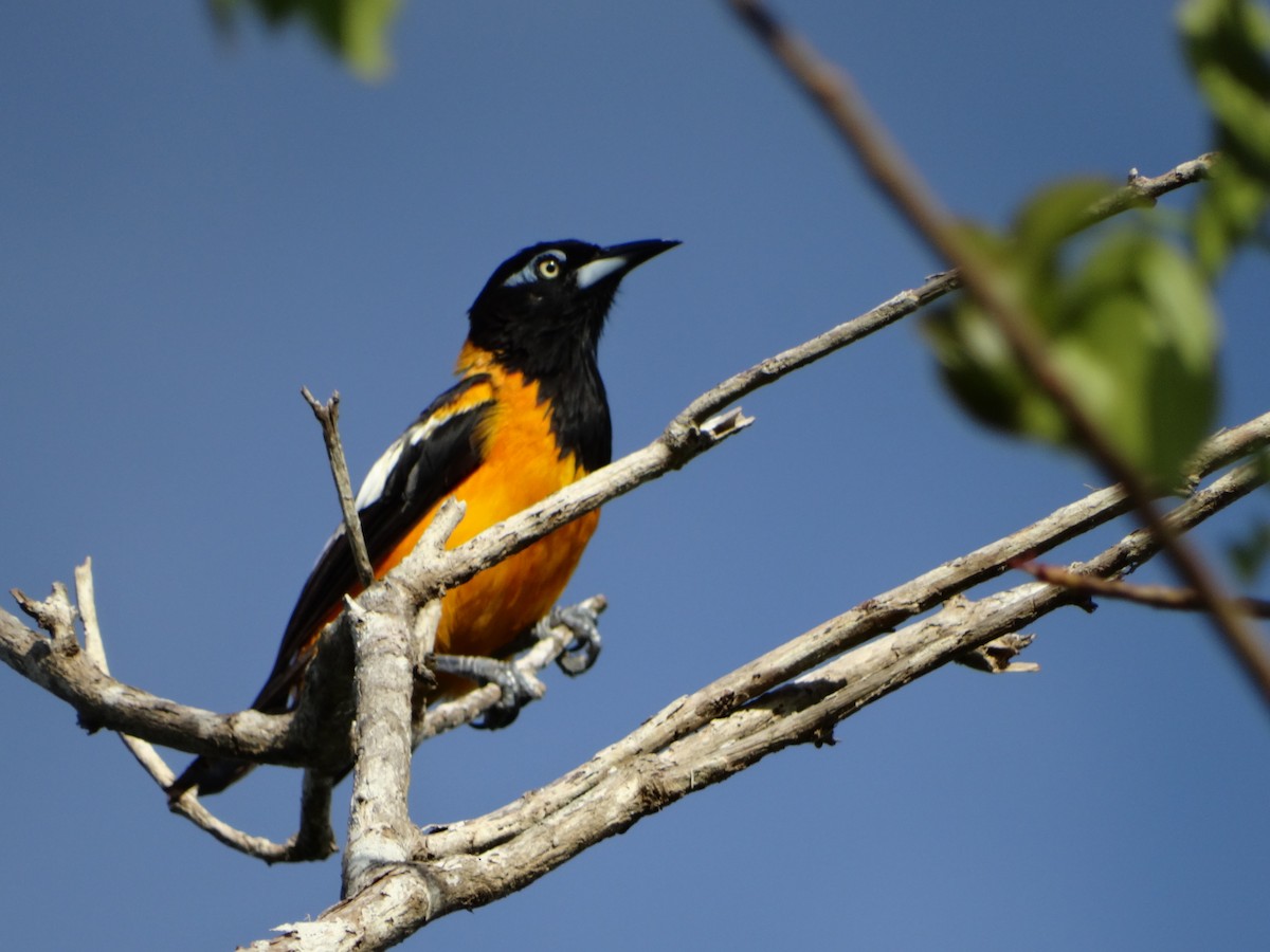 Venezuelan Troupial - ML371753951