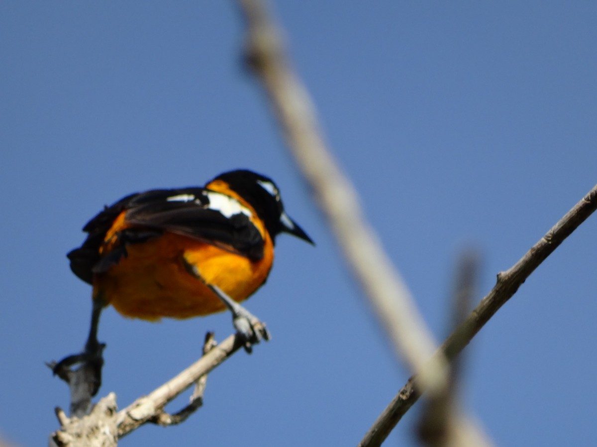 Venezuelan Troupial - ML371754601