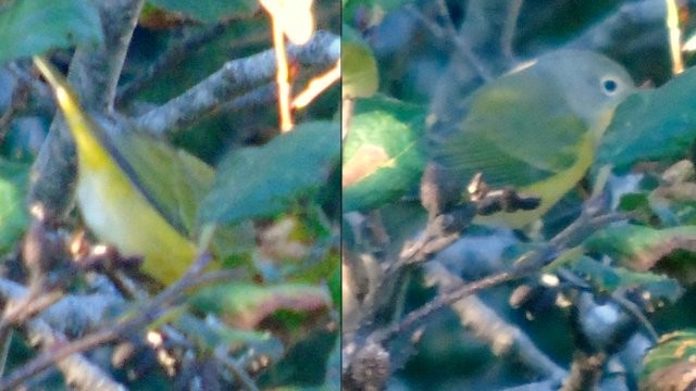 Nashville Warbler - ML37175491