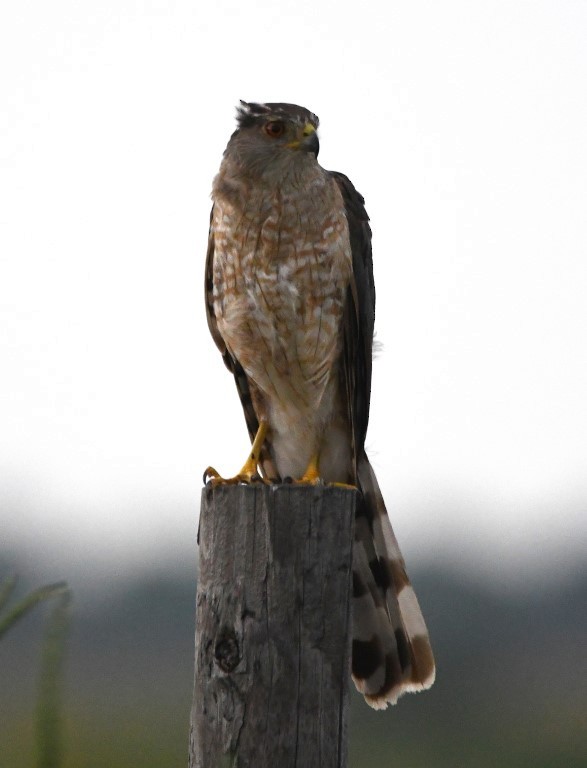 Cooper's Hawk - ML371757241