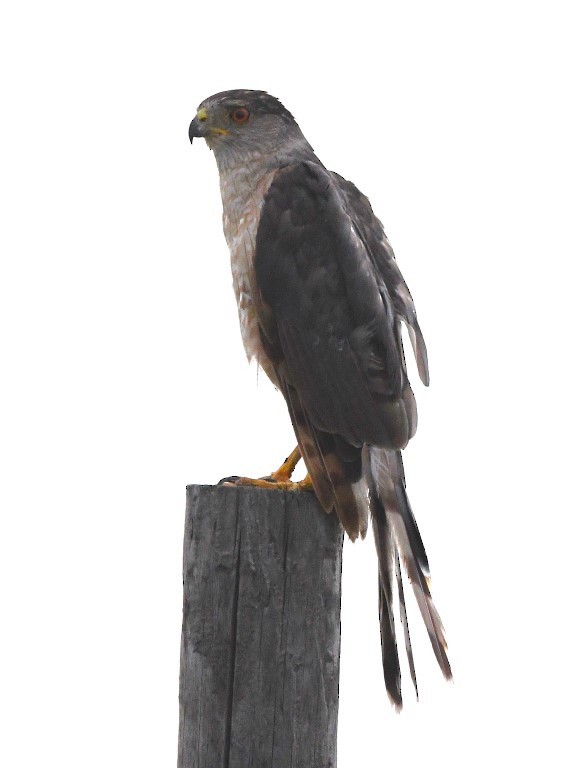 Cooper's Hawk - ML371757261