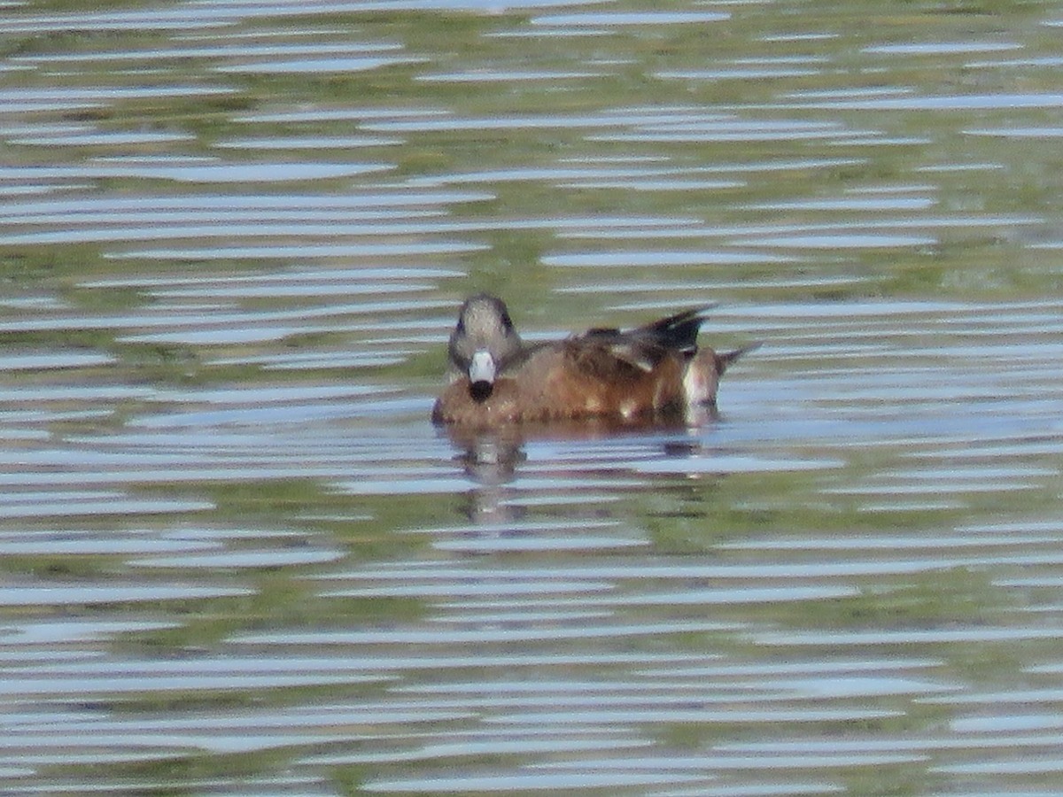 American Wigeon - Cathy  Ross