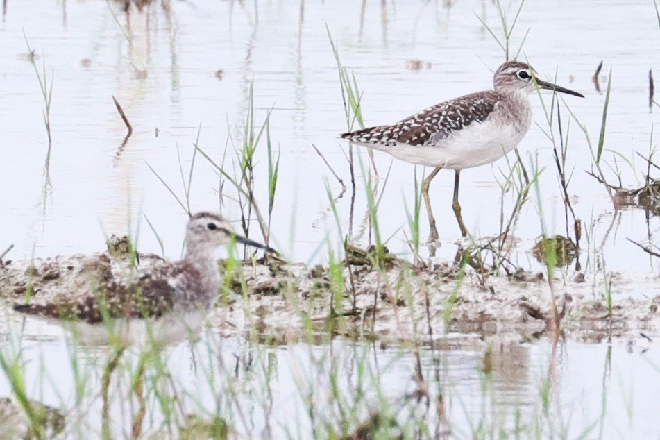 Wood Sandpiper - ML371757741