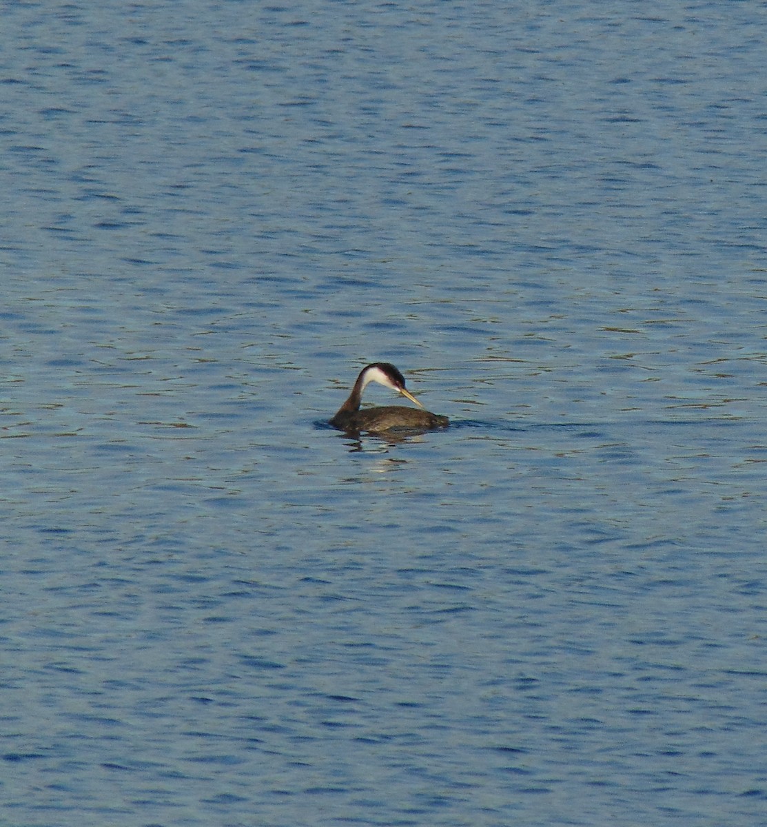 Western Grebe - David Olsen