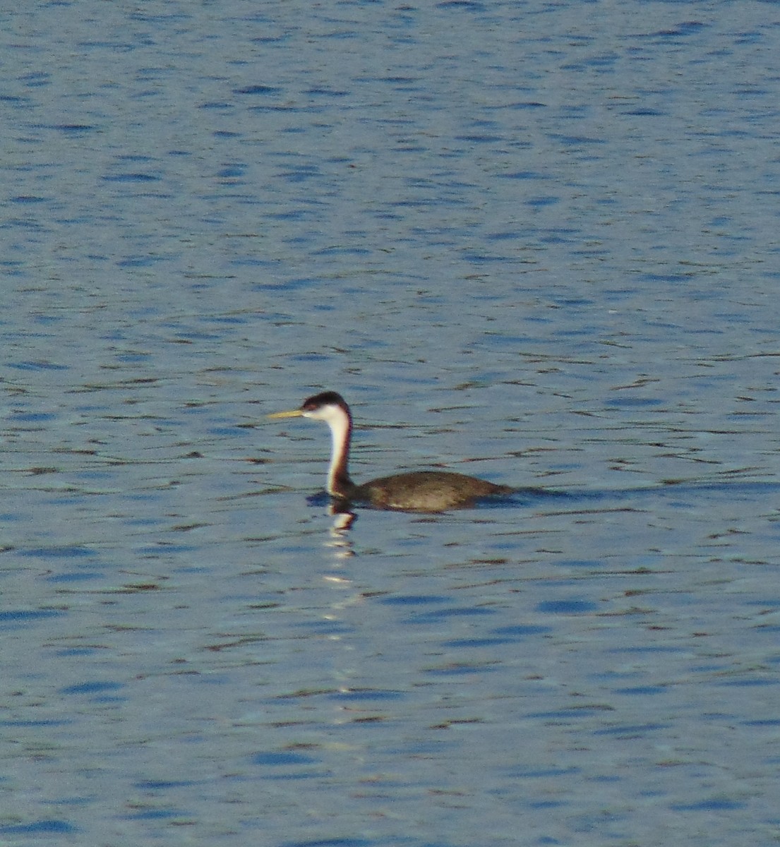 Western Grebe - ML37175801