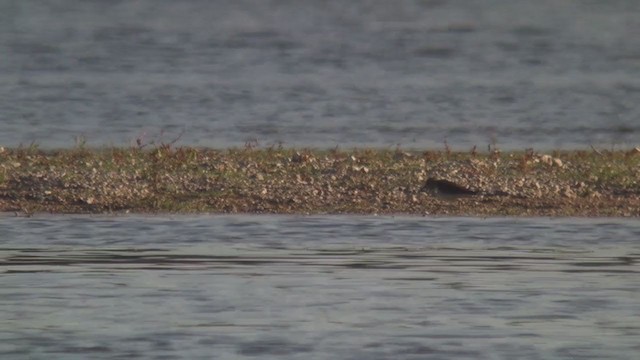 美洲尖尾濱鷸 - ML371759841