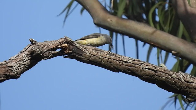 Zwergmennigvogel - ML371760381