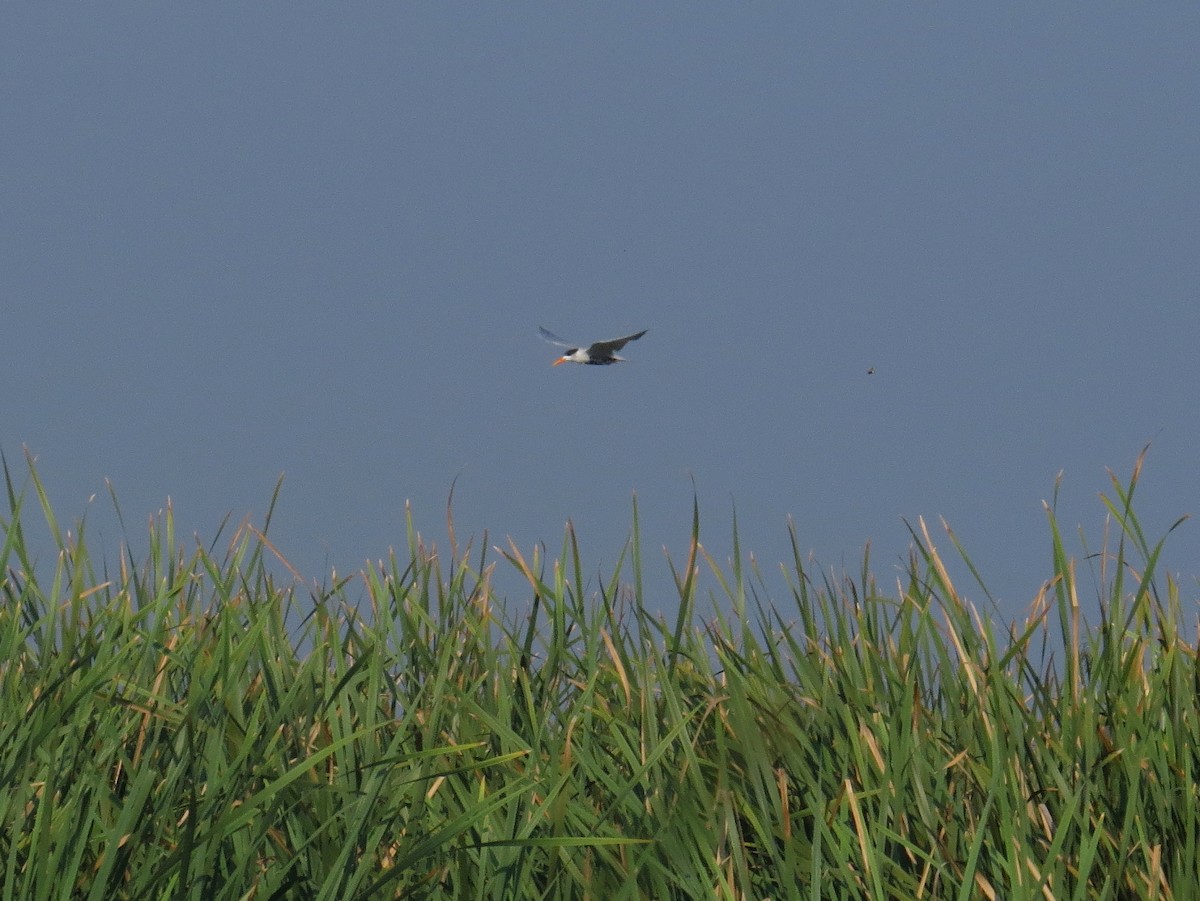 Black-bellied Tern - ML371762301