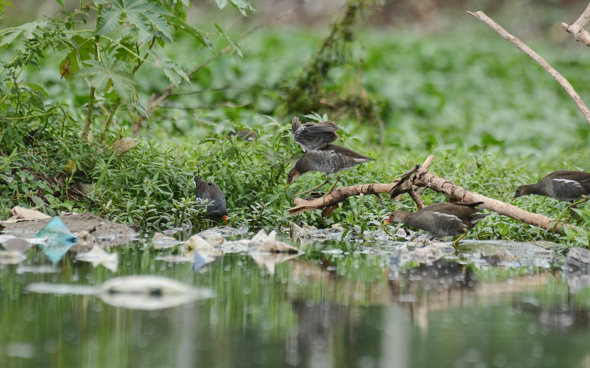 Eurasian Moorhen - ML371762321