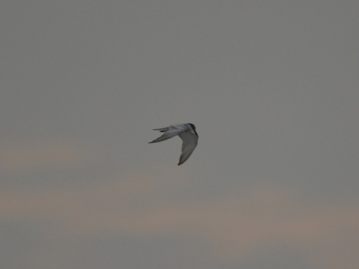 Whiskered Tern - ML371763351