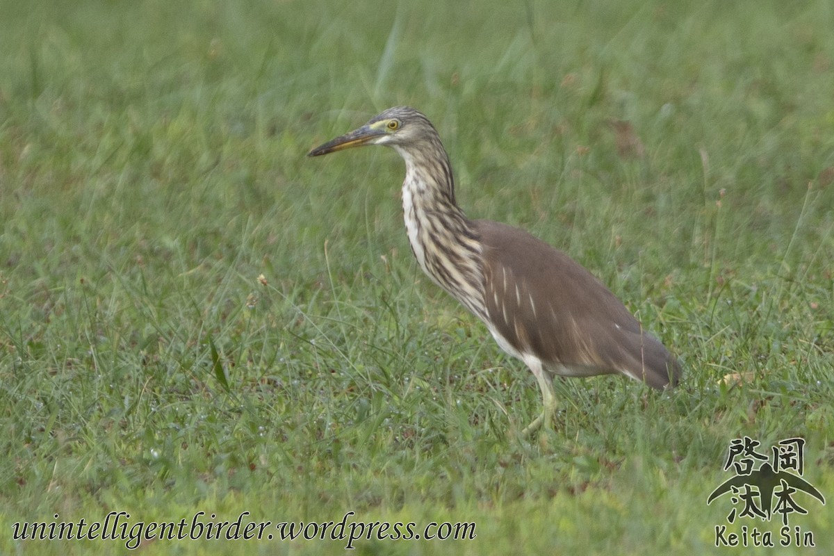 Ardeola sp. - ML371764461